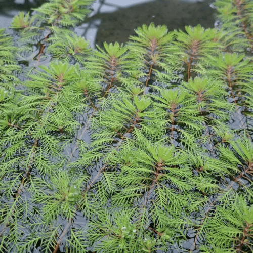 Red Stem Water Milfoil Myriophyllum rubricaule decorative oxygenating pond plant with fine submerged foliage and reddish stems for wildlife ponds and planted water features