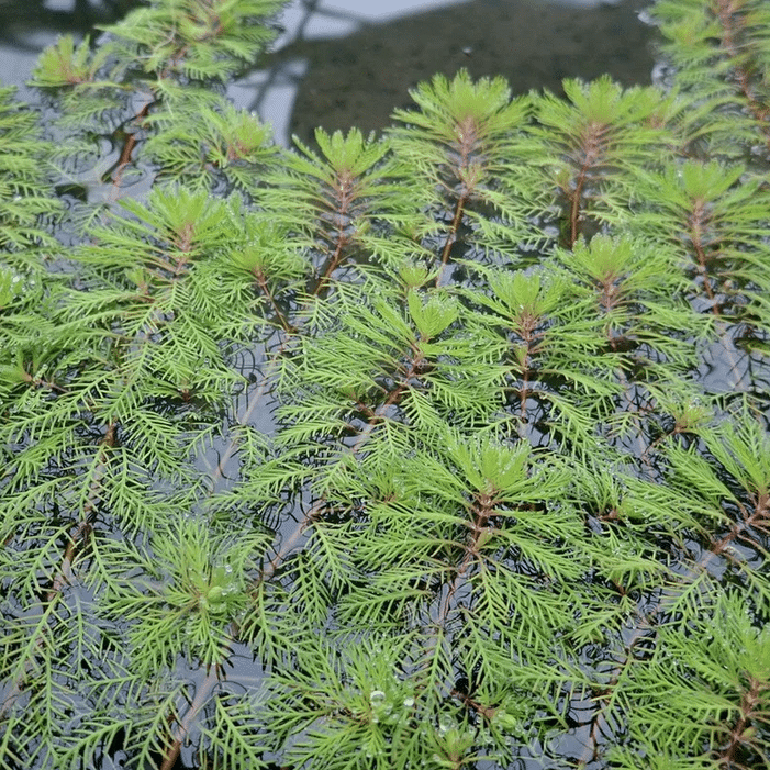 Red Stem Water Milfoil Myriophyllum rubricaule decorative oxygenating pond plant with fine submerged foliage and reddish stems for wildlife ponds and planted water features