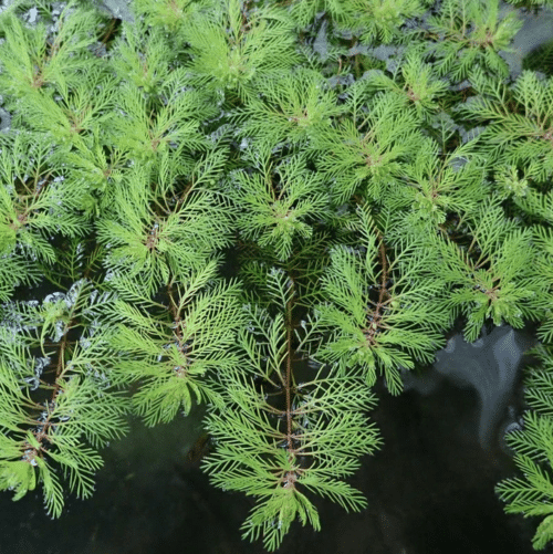 Red Stem Water Milfoil Myriophyllum rubricaule with fine feathery underwater foliage and attractive reddish stems