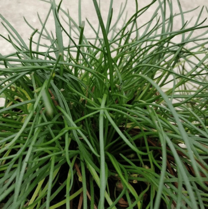 Shoreweed Littorella uniflora forming compact pale green rosettes beneath the water in a garden pond