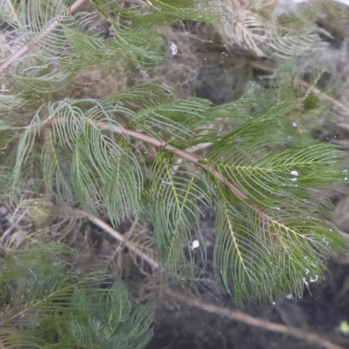 Close view of Spiked Water Milfoil showing finely divided green and red tinged leaves arranged in whorls around the stem