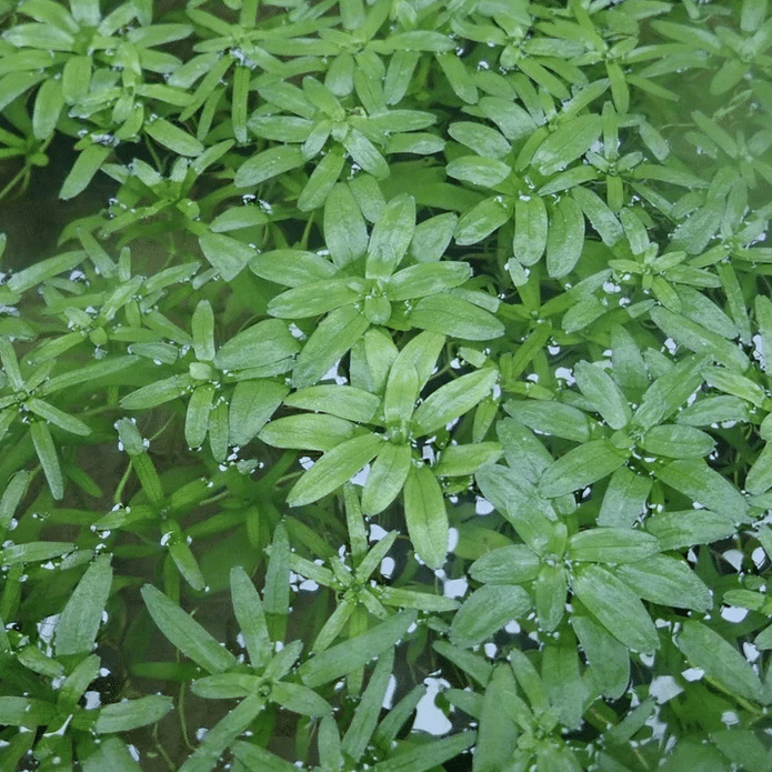 Starwort Callitriche stagnalis growing in a wildlife pond with floating green foliage