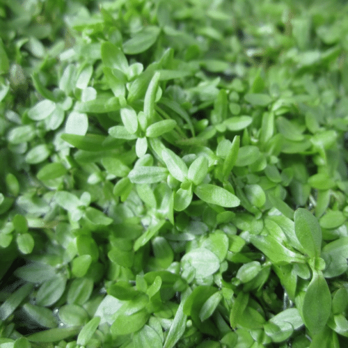 Starwort oxygenating pond plant providing habitat for newts and amphibians in a natural pond