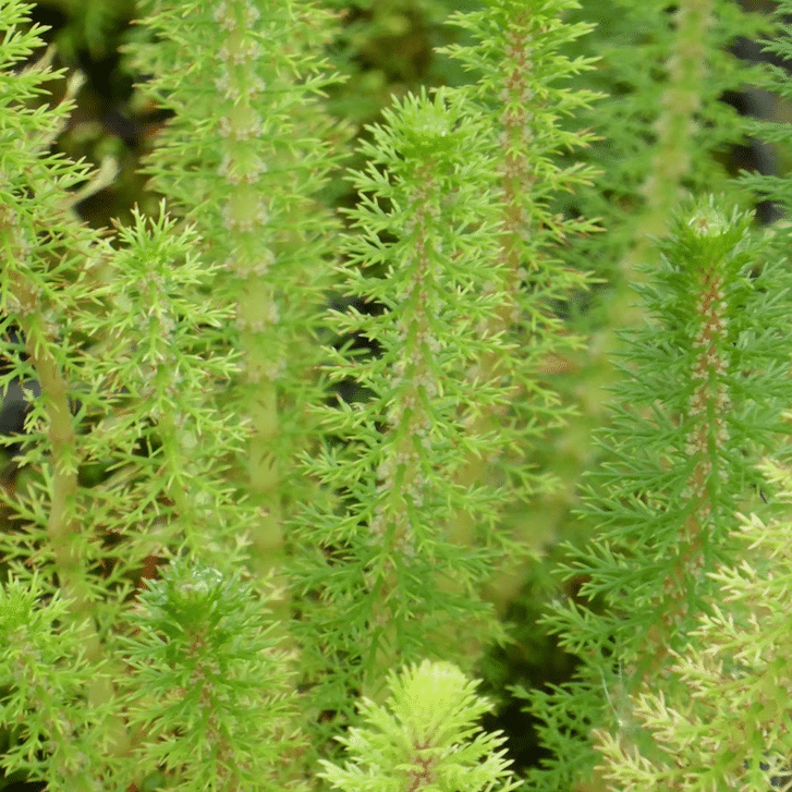 Upright Water Milfoil Myriophyllum crispatum oxygenating pond plant with dense feathery green aquatic foliage