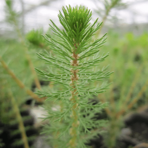 Close view of bright green feathery leaves arranged in whorls around an Upright Water Milfoil stem
