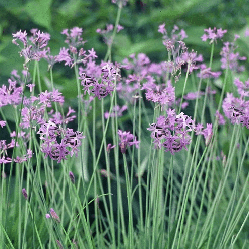 Variegated Society Garlic Tulbaghia violacea variegata with clusters of soft purple flowers above narrow green and cream variegated leaves