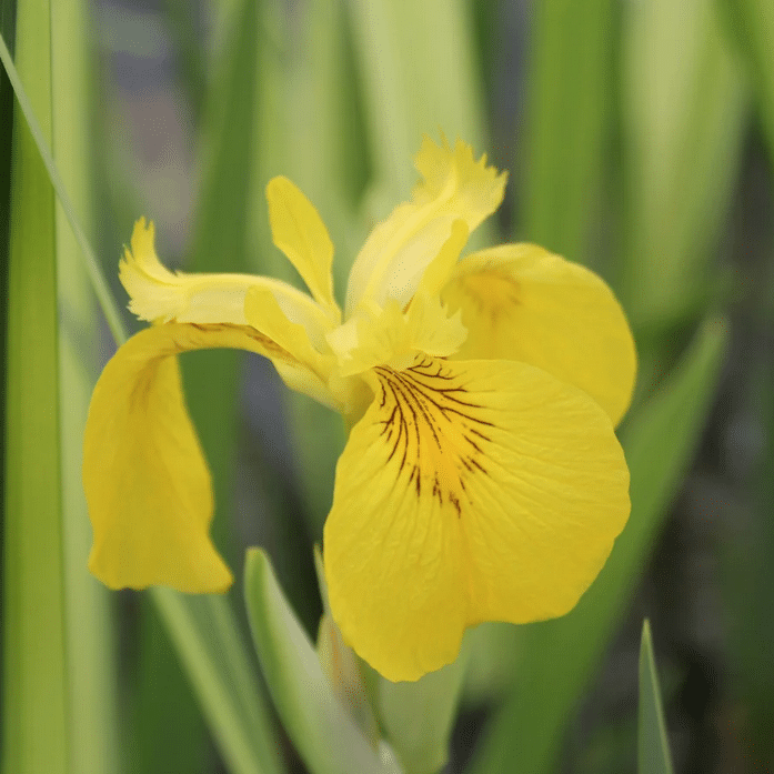 Iris pseudacorus Variegata growing beside a pond with cream striped foliage and golden yellow flowers
