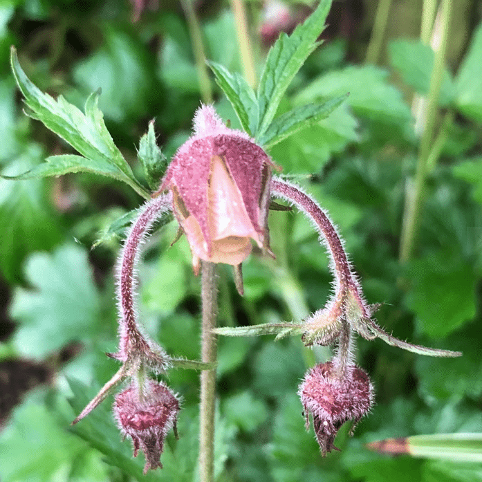 Geum rivale Water Avens displaying delicate dusky pink nodding flowers beside a wildlife pond