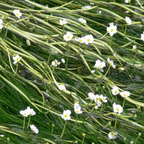 Water Crowfoot Ranunculus aquatilis with white floating flowers growing in a wildlife pond