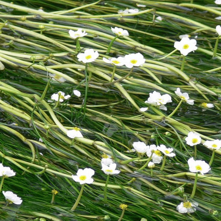 Ranunculus aquatilis Water Crowfoot native oxygenating pond plant flowering across the surface of a pond