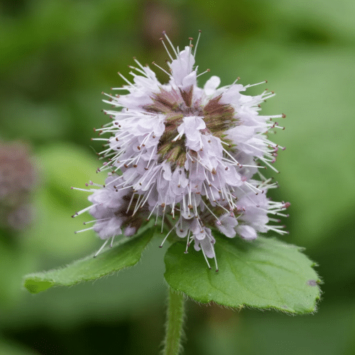 Water Mint growing on a pond margin with fragrant green foliage and clusters of lilac flowers attracting pollinators