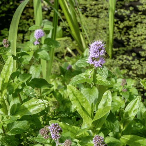 Water Mint flowering beside a wildlife pond providing habitat for amphibians and nectar for bees and butterflies