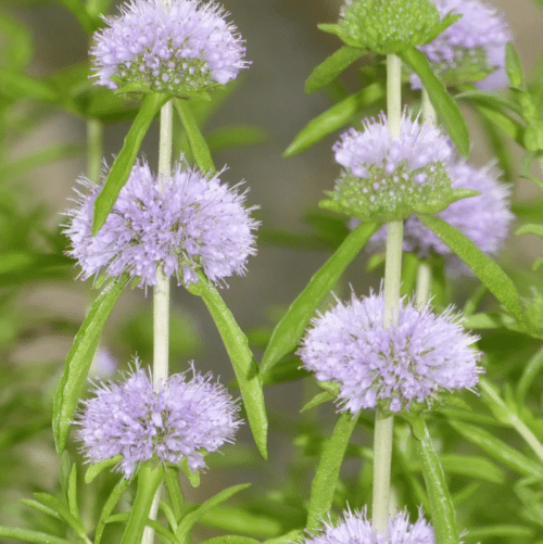 Water Spearmint growing beside a pond with fragrant green foliage and lavender flower spikes attracting pollinators