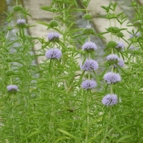 Compact Water Spearmint planted on a pond shelf producing aromatic foliage and delicate purple flowers
