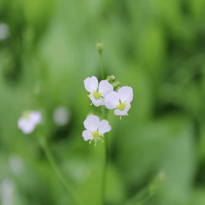 Water Plantain growing on a pond margin with tall stems carrying delicate pale lilac flowers above grey green foliage