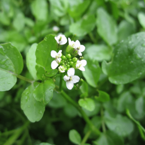 Watercress pond plant Rorippa nasturtium aquaticum growing in shallow water beside a wildlife pond