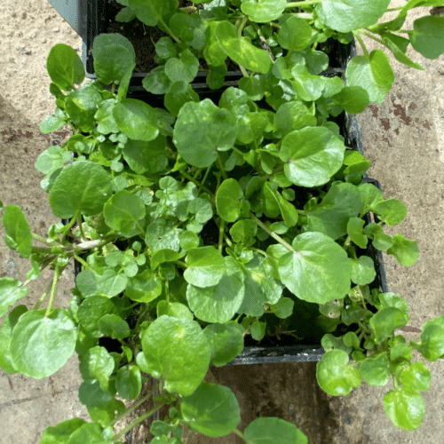 Native Watercress aquatic plant with green foliage and white flowers helping naturally filter pond water