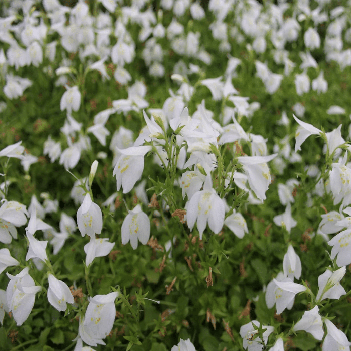 White Chinese Marshflower Mazus reptans Albus growing beside a pond with white tubular flowers and green foliage