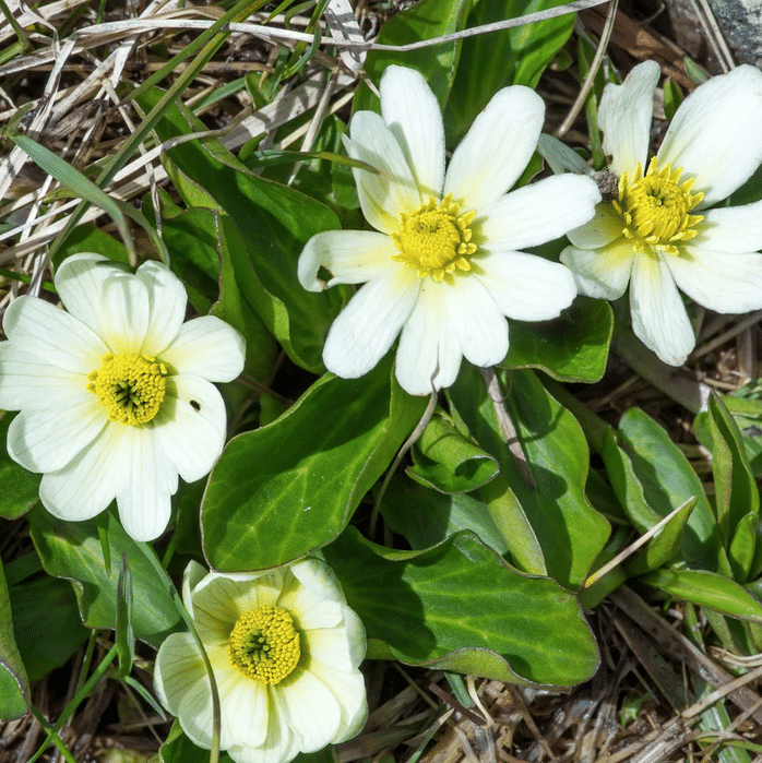 White Marsh Marigold Caltha leptosepala flowering beside a pond with white petals and yellow centres