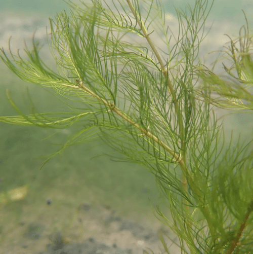 Whorled Water Milfoil Myriophyllum verticillatum growing beneath clear pond water with bushy feathery submerged foliage