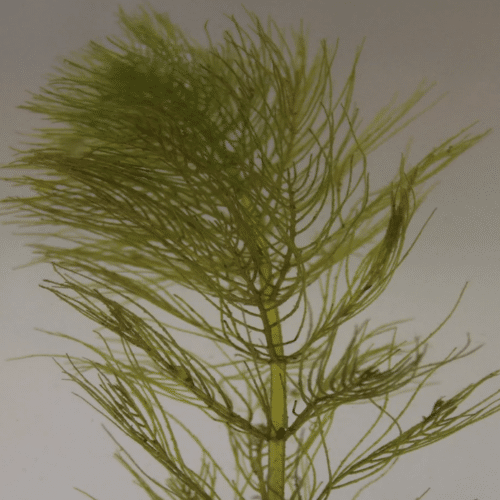 Close view of Whorled Water Milfoil showing fine thread like green leaves arranged in whorls around the stem
