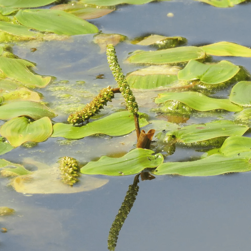 Broad Leaved Pondweed Potamogeton natans UK native aquatic pond plant with broad floating leaves submerged stems and summer flower spikes for wildlife ponds and natural ponds