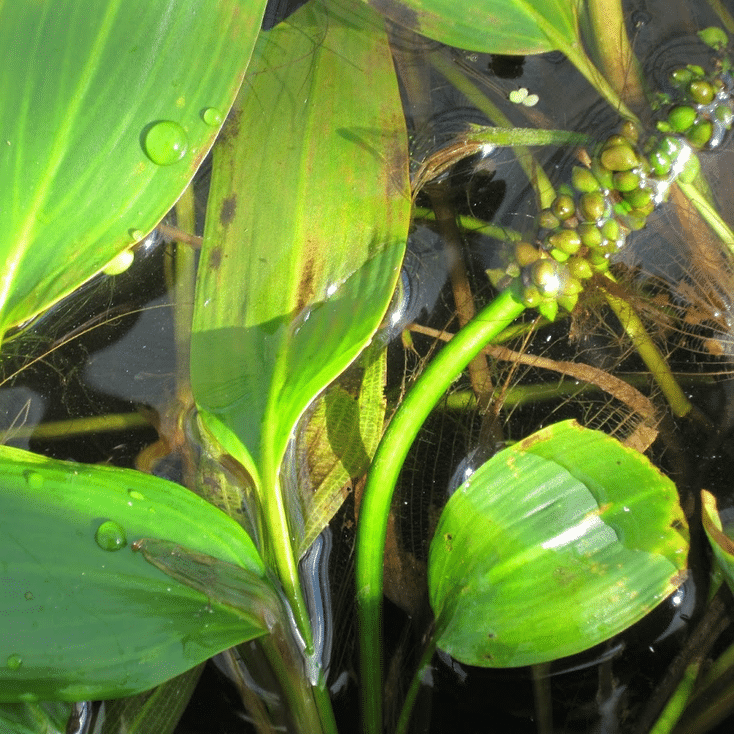 Potamogeton natans Broad Leaved Pondweed showing floating green leaves and an emerging flower spike above submerged aquatic growth