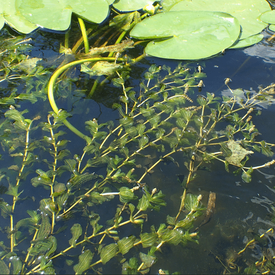 Clasping Leaf Pondweed Potamogeton perfoliatus British native submerged oxygenating pond plant with olive green clasping leaves for wildlife ponds deeper ponds small lakes newts tadpoles and fish fry