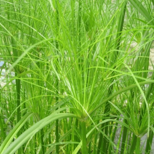 Cyperus Papyrus Percamenthus Dwarf Egyptian Paper Rush compact tender marginal pond plant with upright stems and fine papyrus heads for small ponds patio water bowls and conservatories