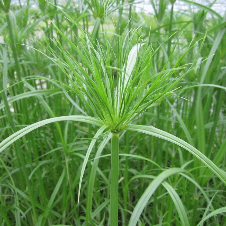 Cyperus Papyrus Percamenthus Dwarf Egyptian Paper Rush compact tender marginal pond plant with upright stems and fine papyrus heads for small ponds patio water bowls and conservatories