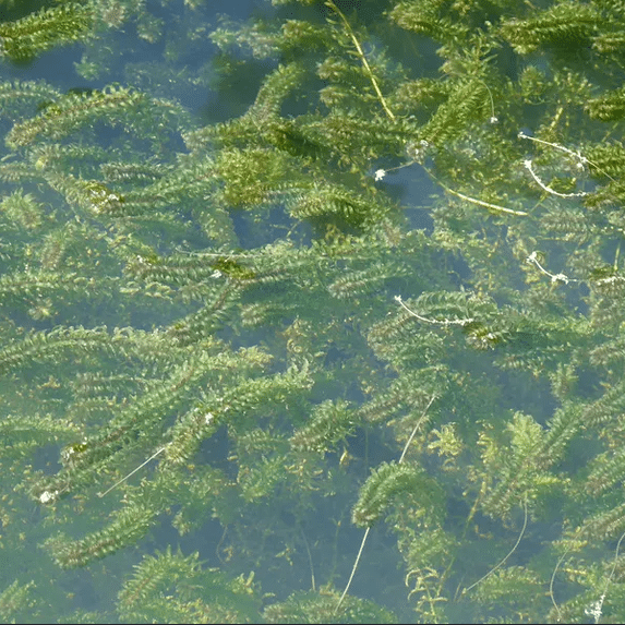 Elodea canadensis Canadian Pondweed submerged oxygenating pond plant for contained garden ponds mini ponds and planted water features providing underwater cover for wildlife