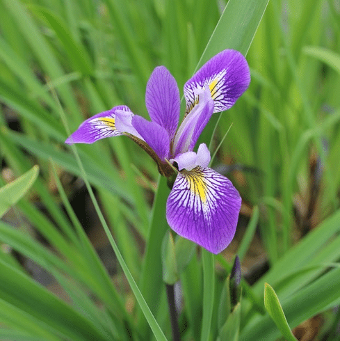 Iris Robusta Gerald Darby marginal pond plant with purple spring foliage dark flower stems and violet blue flowers for pond margins damp borders and water gardens