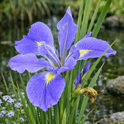 Iris Louisiana Heather Stream marginal pond plant with lavender purple flowers and sword shaped green foliage for sunny pond edges shallow water and damp borders