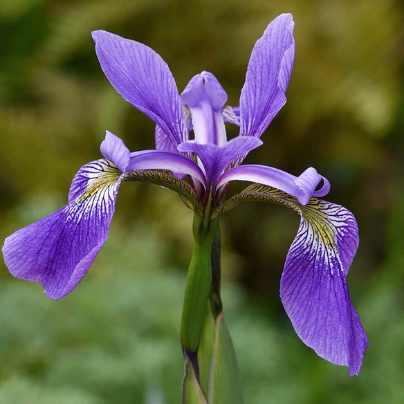Iris x robusta Gerald Darby marginal pond plant with purple spring foliage dark flower stems and violet blue flowers for pond margins damp borders and water gardens