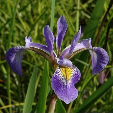 Iris x robusta Gerald Darby marginal pond iris with violet blue flowers and dark stems growing at a sunny pond edge