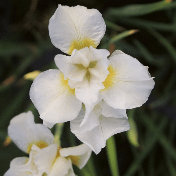 Iris sibirica Snow Queen hardy moisture loving Siberian Iris with white flowers and golden yellow throats for damp pondside borders and moist garden soil