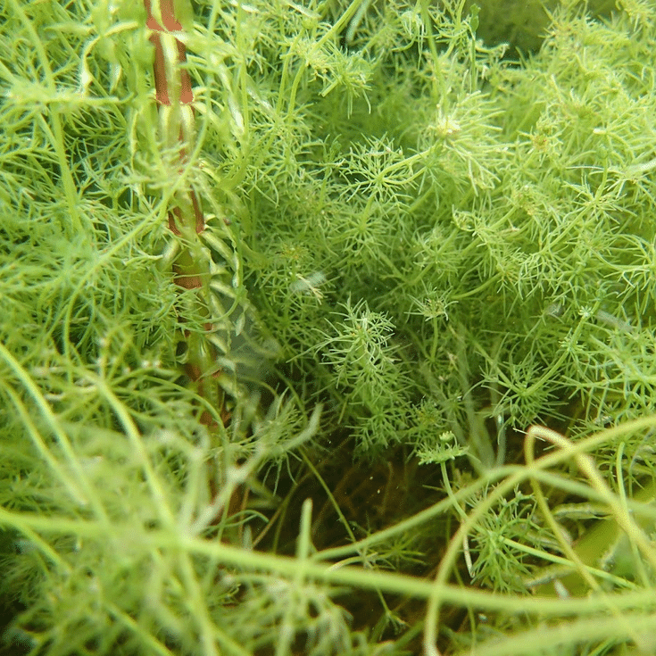 Nitella flexilis Stonewort growing as fine green submerged strands in clear pond water as a native oxygenating pond plant
