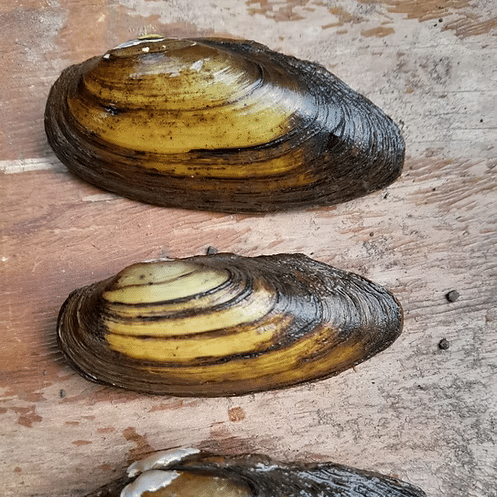 Painter Mussel Unio pictorum medium sized freshwater filter feeding pond mussel for mature wildlife ponds with soft muddy silty or sandy substrate
