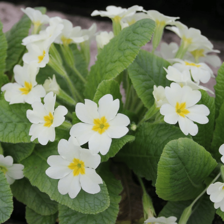 Primula vulgaris Primrose producing clusters of creamy white flowers with yellow centres above textured green leaves