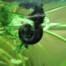 Ramshorn Snails Planorbis corneus freshwater pond snails with flat spiral shells for grazing soft algae biofilm and decaying plant matter in established garden ponds