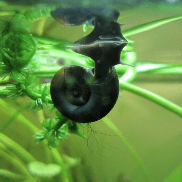 Ramshorn Snails Planorbis corneus freshwater pond snails with flat spiral shells for grazing soft algae biofilm and decaying plant matter in established garden ponds