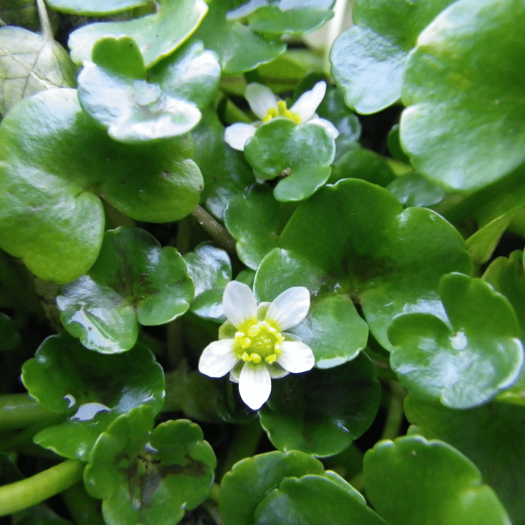 Ivy Leaved Crowfoot Ranunculus hederaceus UK native shallow water pond plant with scalloped green leaves and tiny white flowers for wildlife ponds mini ponds and muddy pond edges