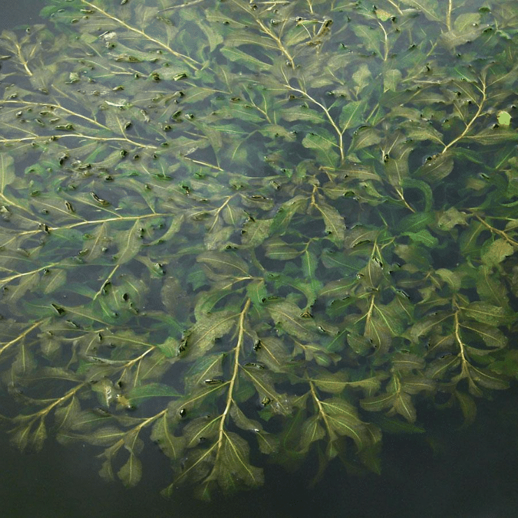 Shining Pondweed Potamogeton lucens British native submerged oxygenating pond plant with shiny olive green leaves for deeper wildlife ponds natural ponds newts tadpoles and fish fry