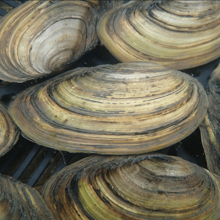 Swan Mussels Anodonta cygnea showing their large elongated shells with natural brown, olive and yellow colouring, suitable for freshwater ponds