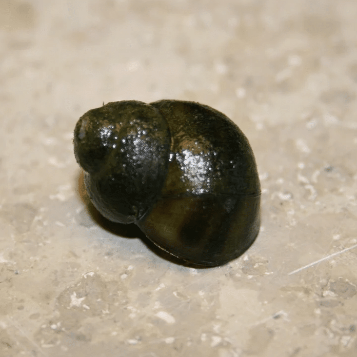 Trapdoor Snail Viviparus viviparus hardy freshwater pond snail with rounded shell and protective trapdoor for grazing soft algae biofilm and organic debris in established ponds