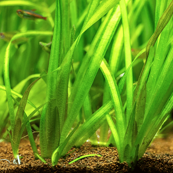 Vallisneria gigantea Eel Grass submerged oxygenating plant with long ribbon like leaves for deeper ponds larger aquariums planted water features and underwater fish shelter