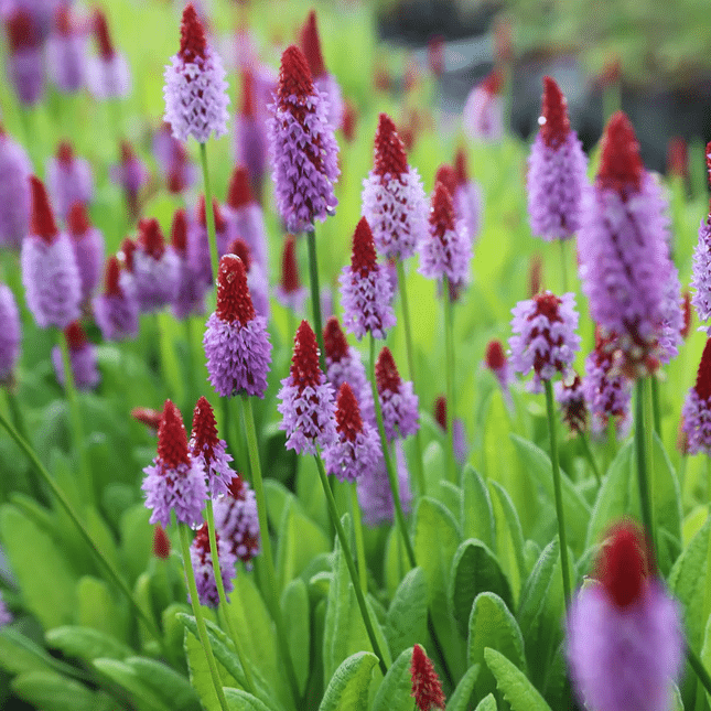 Vial’s Primrose Primula vialii moisture loving pondside plant with red buds and lilac purple flower spikes for damp pond edges bog gardens and shaded borders
