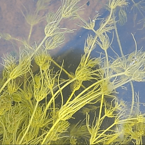 Nitella flexilis Stonewort growing as fine green submerged strands in clear pond water as a native oxygenating pond plant