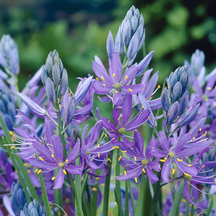 Camas Lily Camassia esculenta with upright spikes of star shaped blue flowers for damp soil and bog gardens