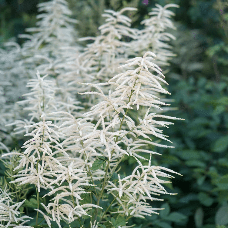 Goat’s Beard Aruncus dioicus with feathery creamy white flowers for bog gardens and damp pond edges